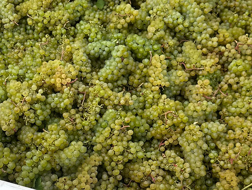Green Grapes Tub Close Up_edited.jpg