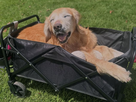 La paradoja de vivir más: el aumento del cáncer en mascotas y el nuevo desafío de la longevidad