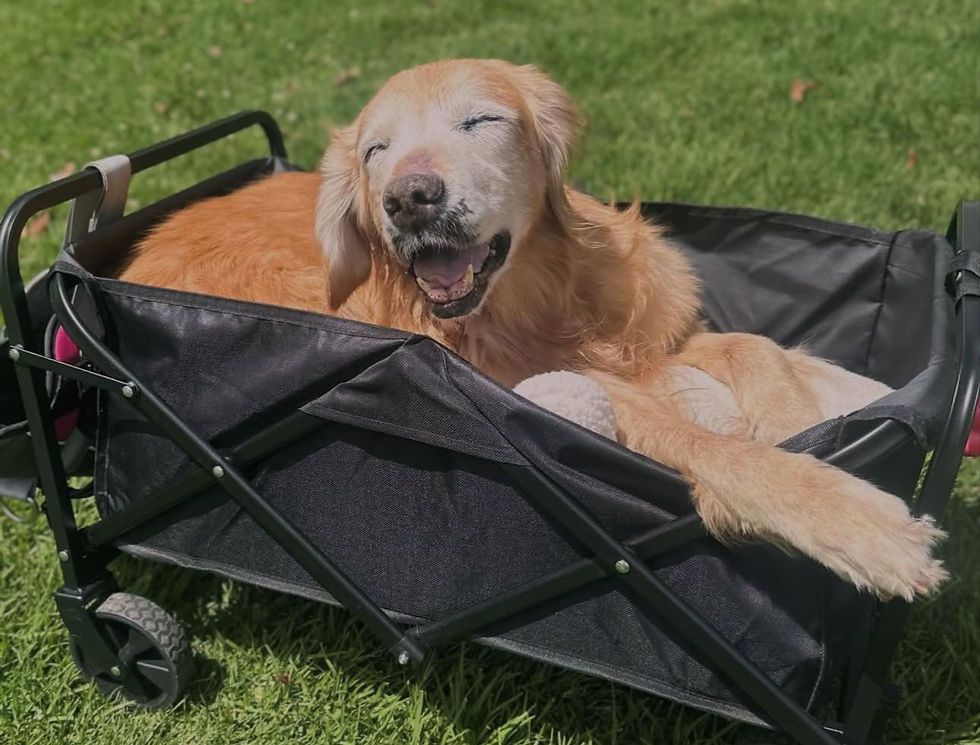 La paradoja de vivir más: el aumento del cáncer en mascotas y el nuevo desafío de la longevidad
