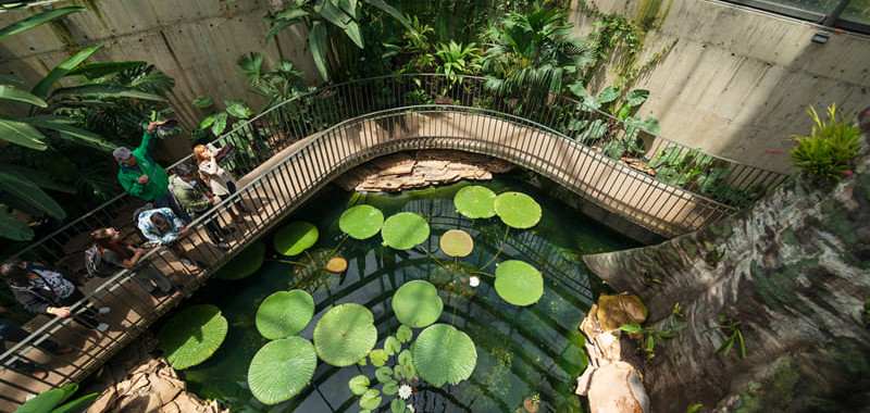 Un estanque con nenúfares dentro del Tropicario, mostrando la diversidad botánica. Crédito: JJB.COM