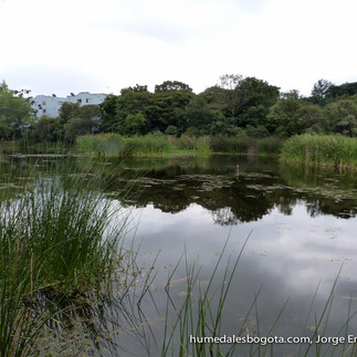 Senderos y vegetación rodean las aguas tranquilas del Humedal. Crédito: Jorge Escobar