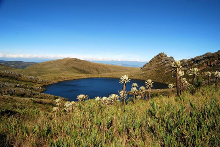 Laguna altoandina rodeada de frailejones en Chingaza. Crédito: Parques Nacionales Naturales