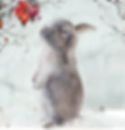 Grey rabbit print by Emma Wren