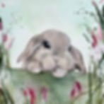 Humphrey, the grumpy bunny rabbit