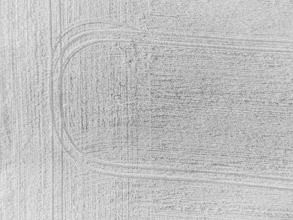 wheate background B&W_edited.jpg