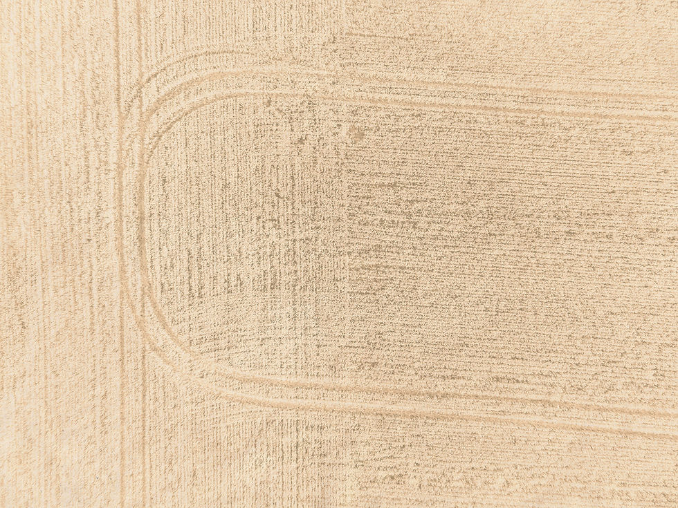 wheate background B&W_edited_edited_edited.jpg