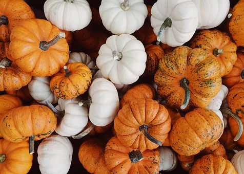 Almond Farm Fall Field Trip & Pumpkin Patch