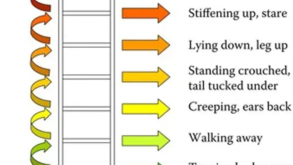 The Canine Ladder of Aggression