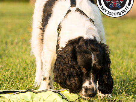 A black and white spaniel searching a bag in scent work class
