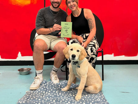 A golden retriever at puppy training classes Southampton