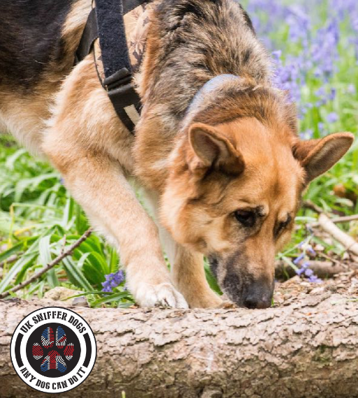 a reactive dog searching in scent work class