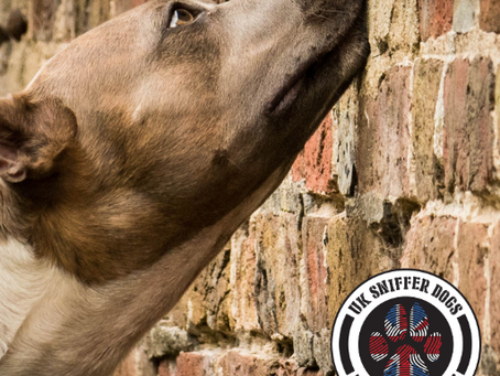 A dog searching a wall for hidden scent in scent work class.