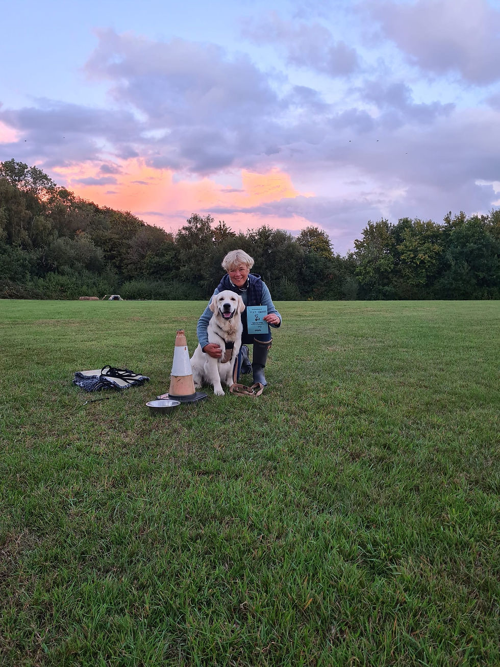 A golden retriever completing Silver Dog Training classes in Southampton