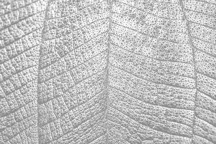 Close%20Up%20of%20Leaf_edited.png