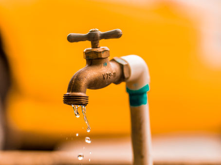 Water Wisdom for Budding Growers: A Red House Guide to Upgrading Tap Water