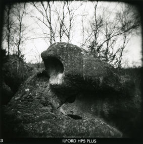 1496-9 le mérou géant, 2007.jpg