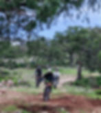 Vereda de Piedra y tierra entre pinos para rutas de Gravel, MTB y All Mountain en San Joaquín, Querétaro. Rutas guiadas por Xita Expeditions