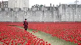 poppies_tower.webp