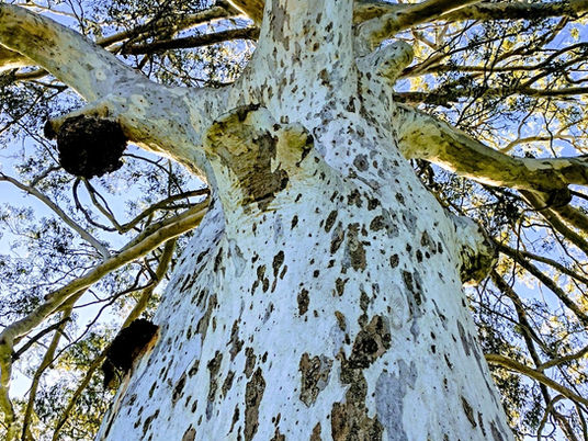 How trees can help our thinking