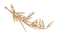 Wheat-pad.png