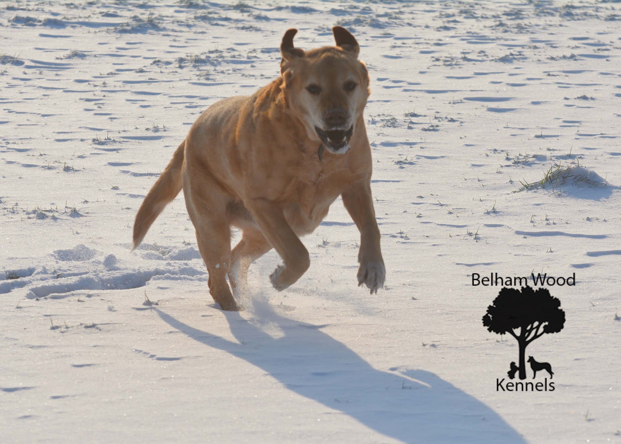 Boarding Kennels Peterborough
