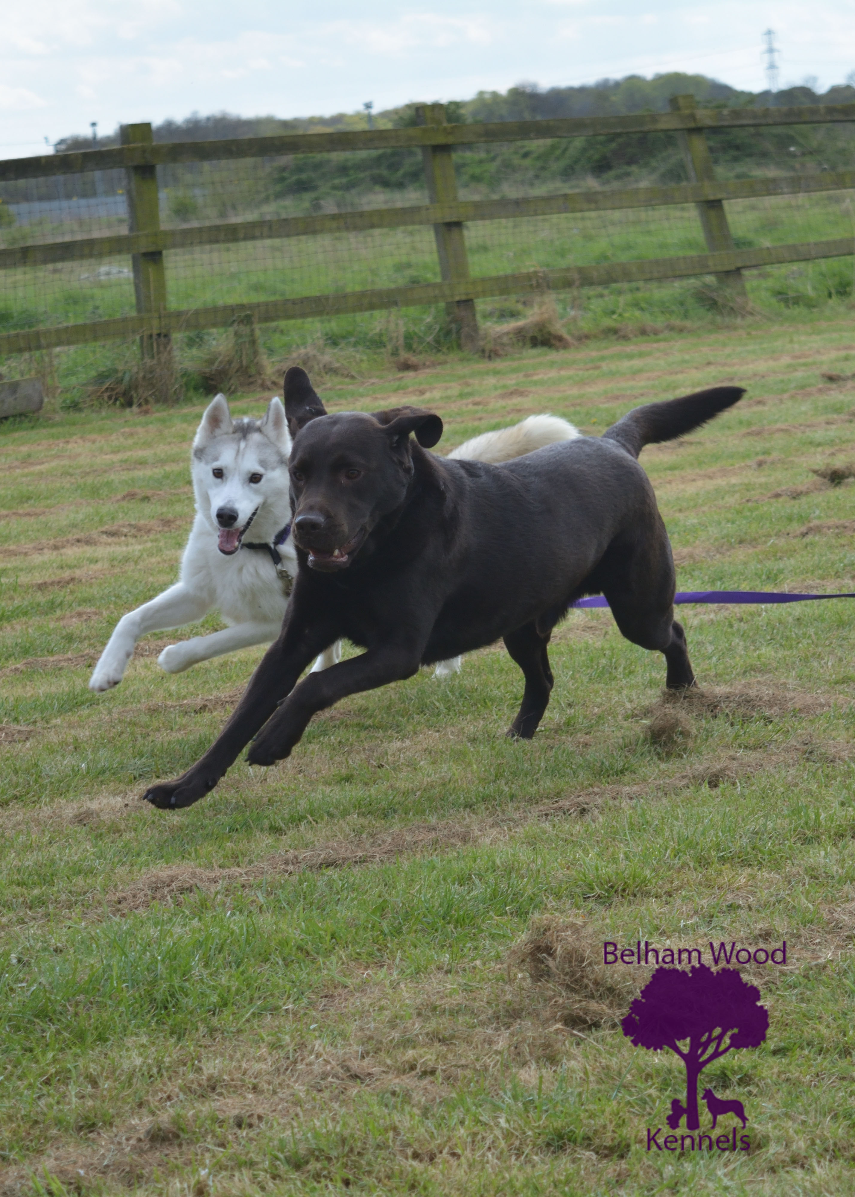 Boarding Kennels Peterborough