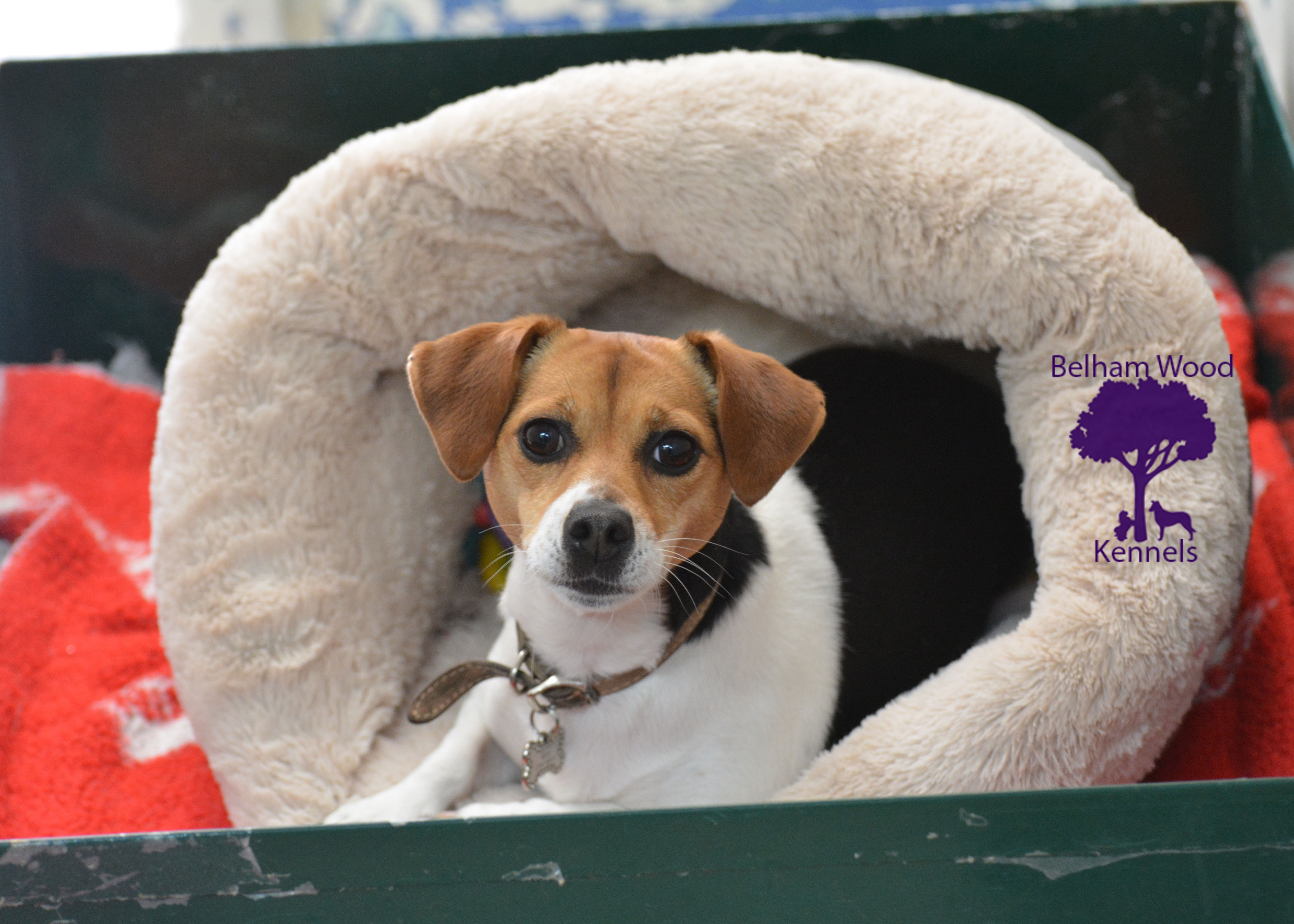 Boarding Kennels Peterborough