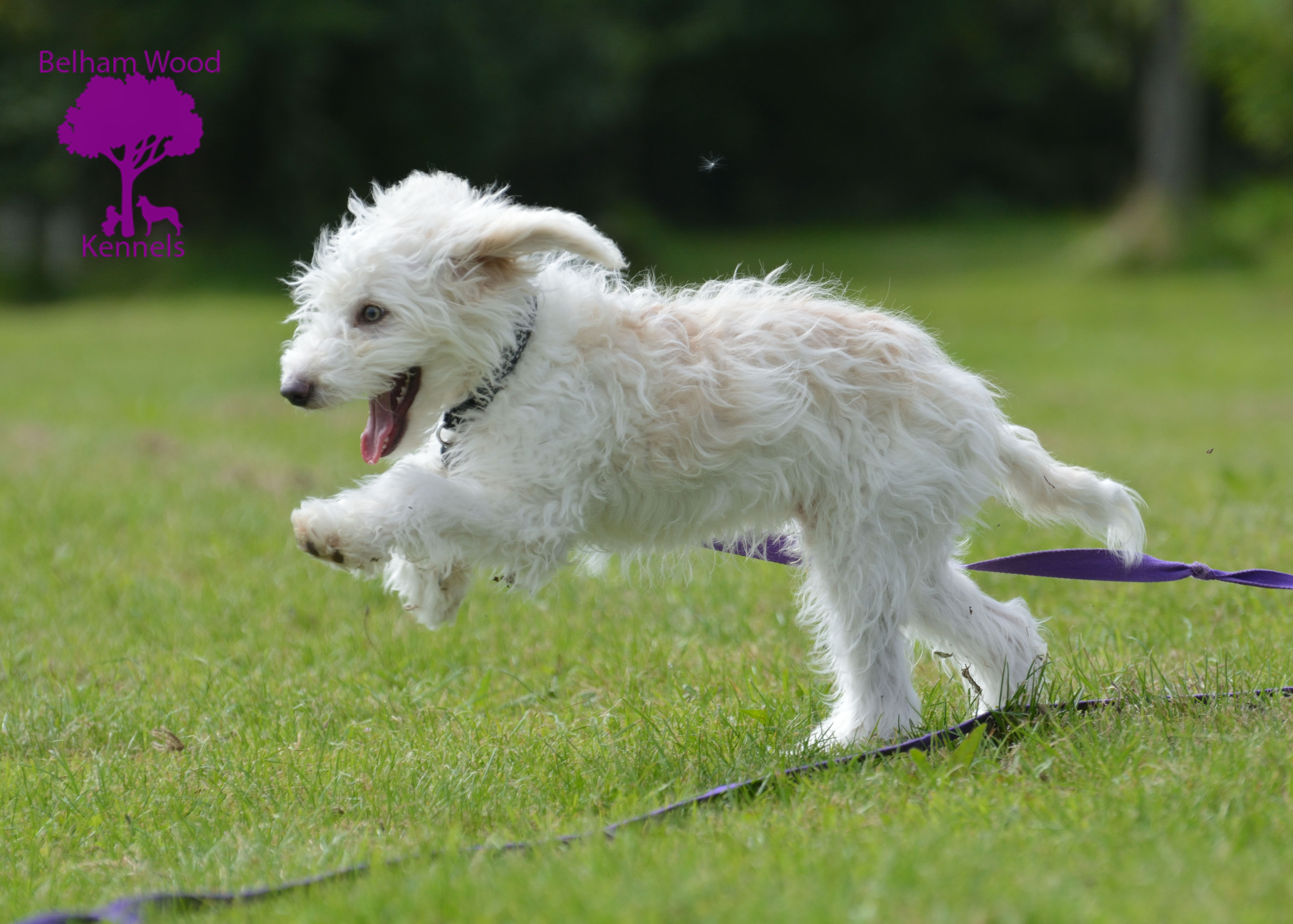 Boarding Kennels Peterborough