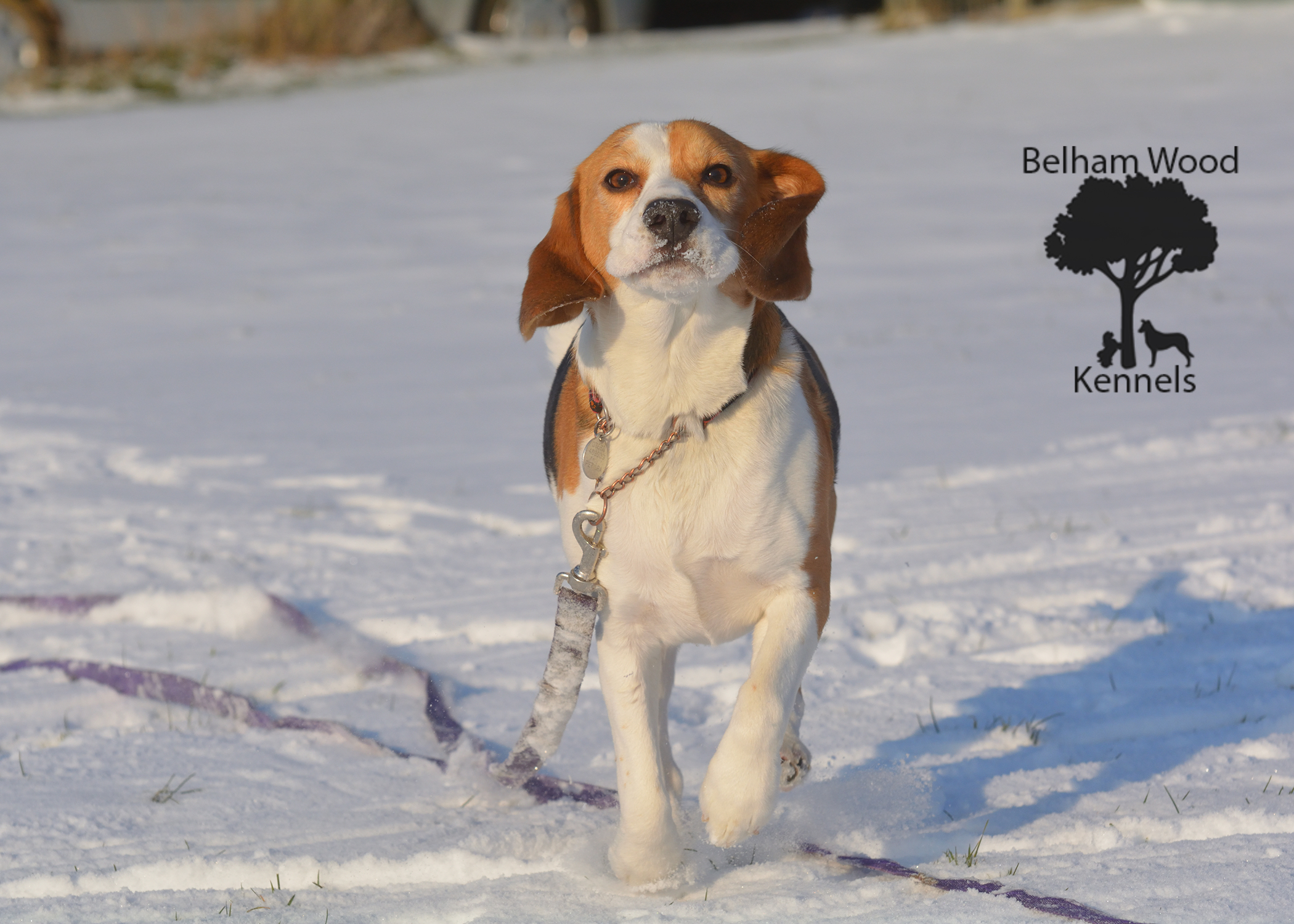 Boarding Kennels Peterborough