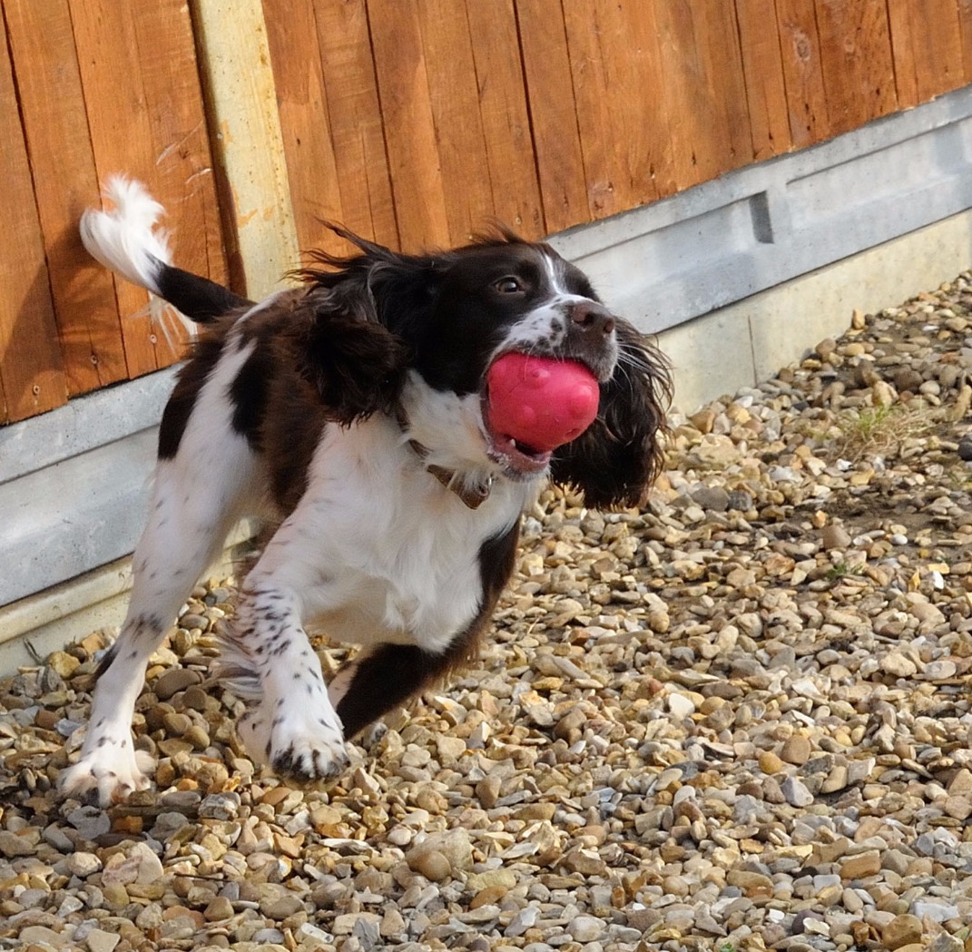 Boarding Kennels Peterborough