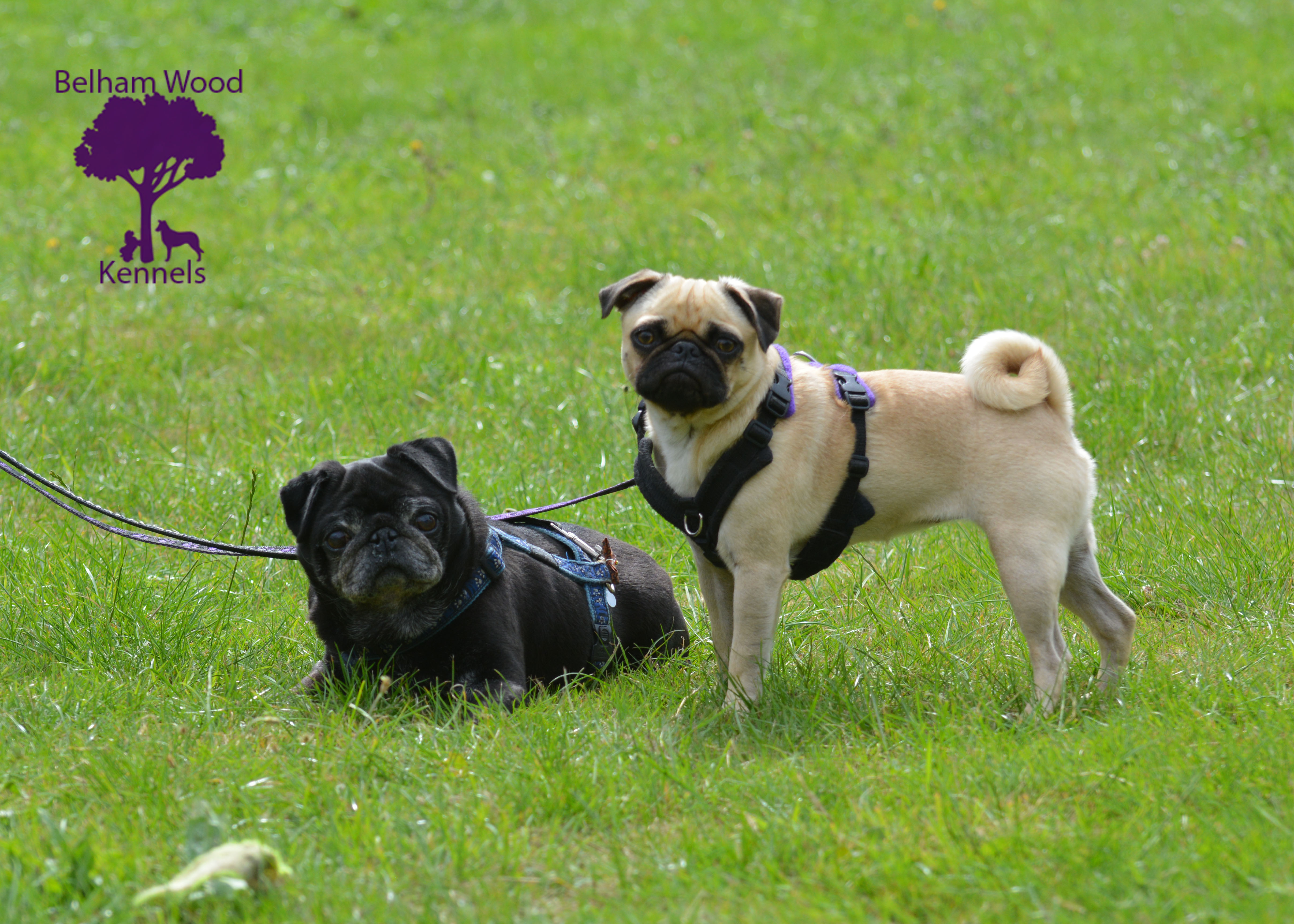 Boarding Kennels Peterborough
