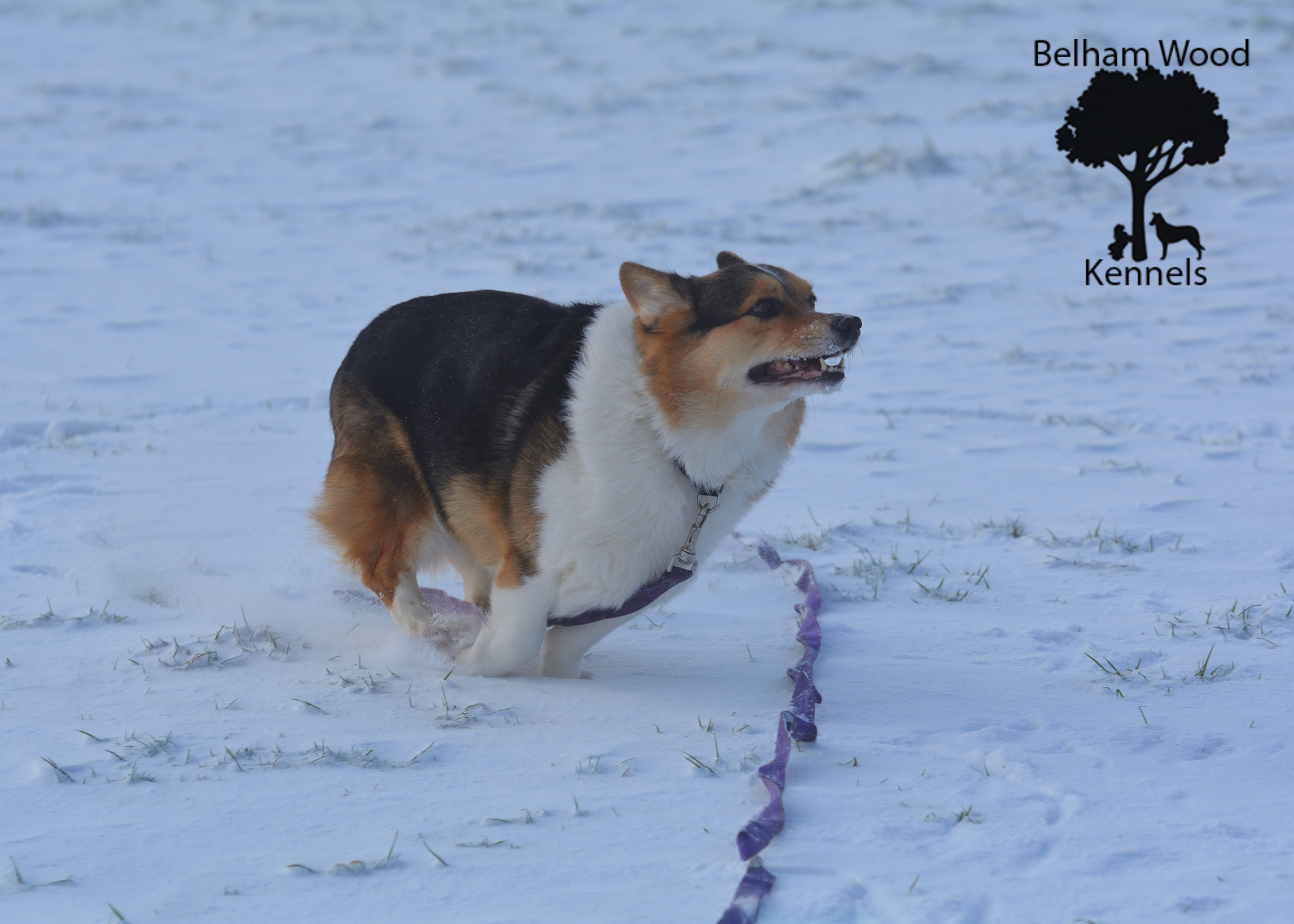 Boarding Kennels Peterborough