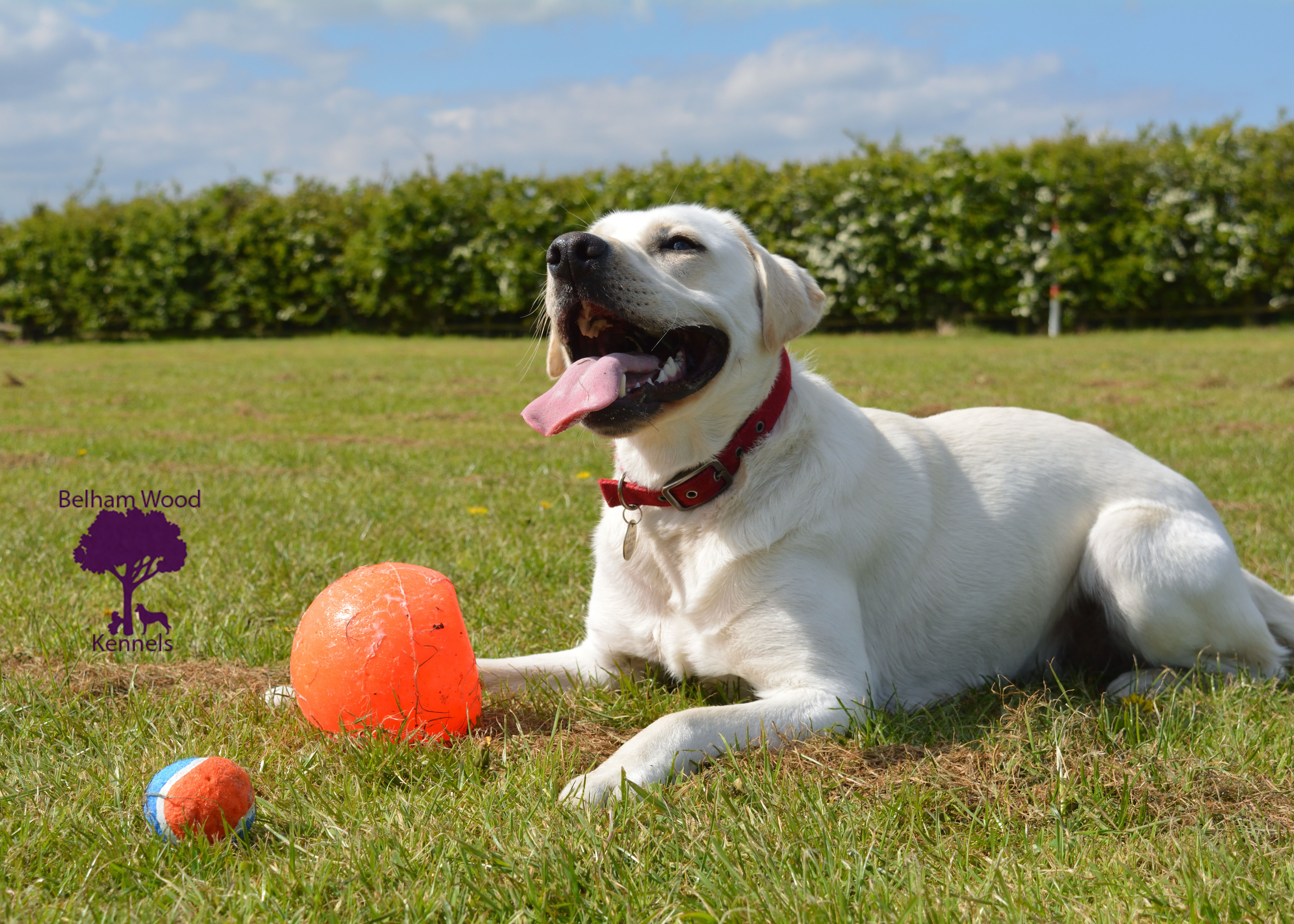 Boarding Kennels Peterborough