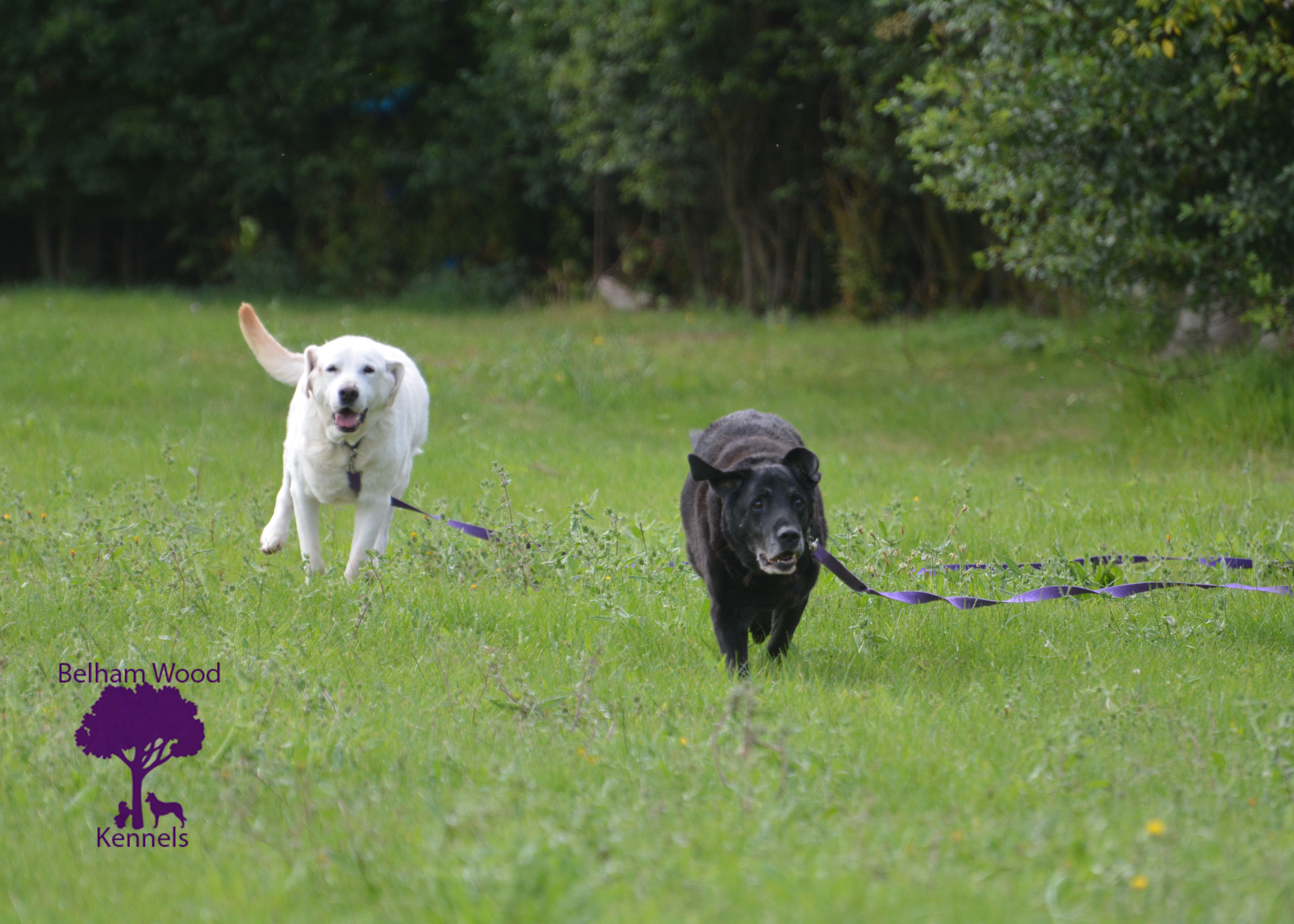 Boarding Kennels Peterborough
