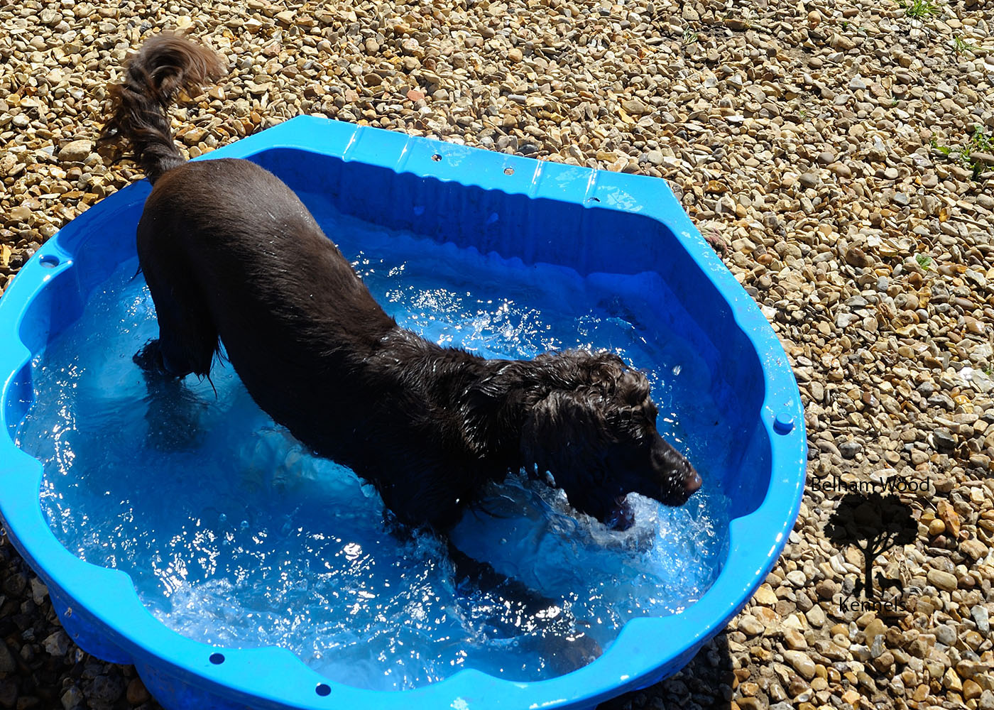 Boarding Kennels Peterborough
