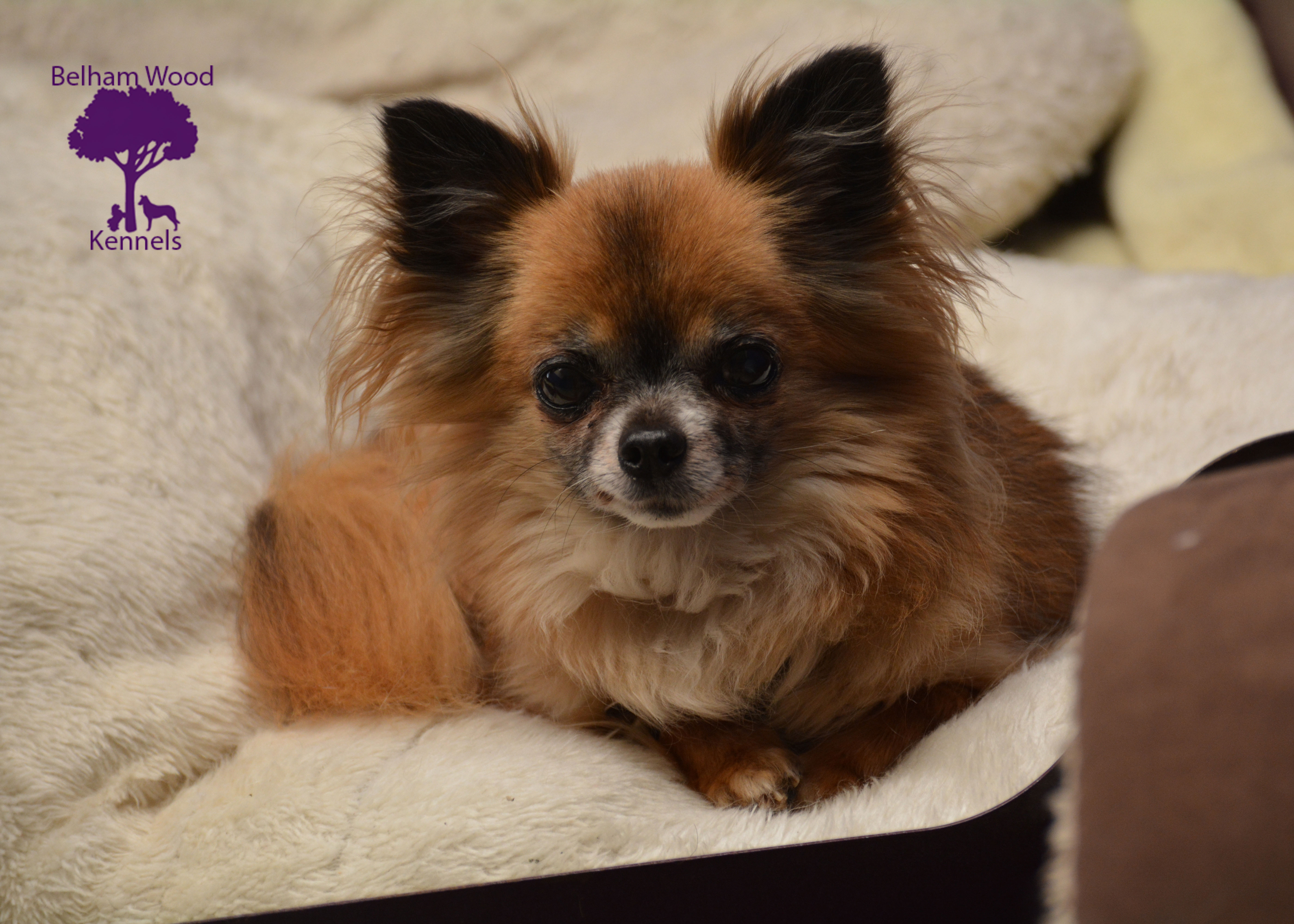 Boarding Kennels Peterborough