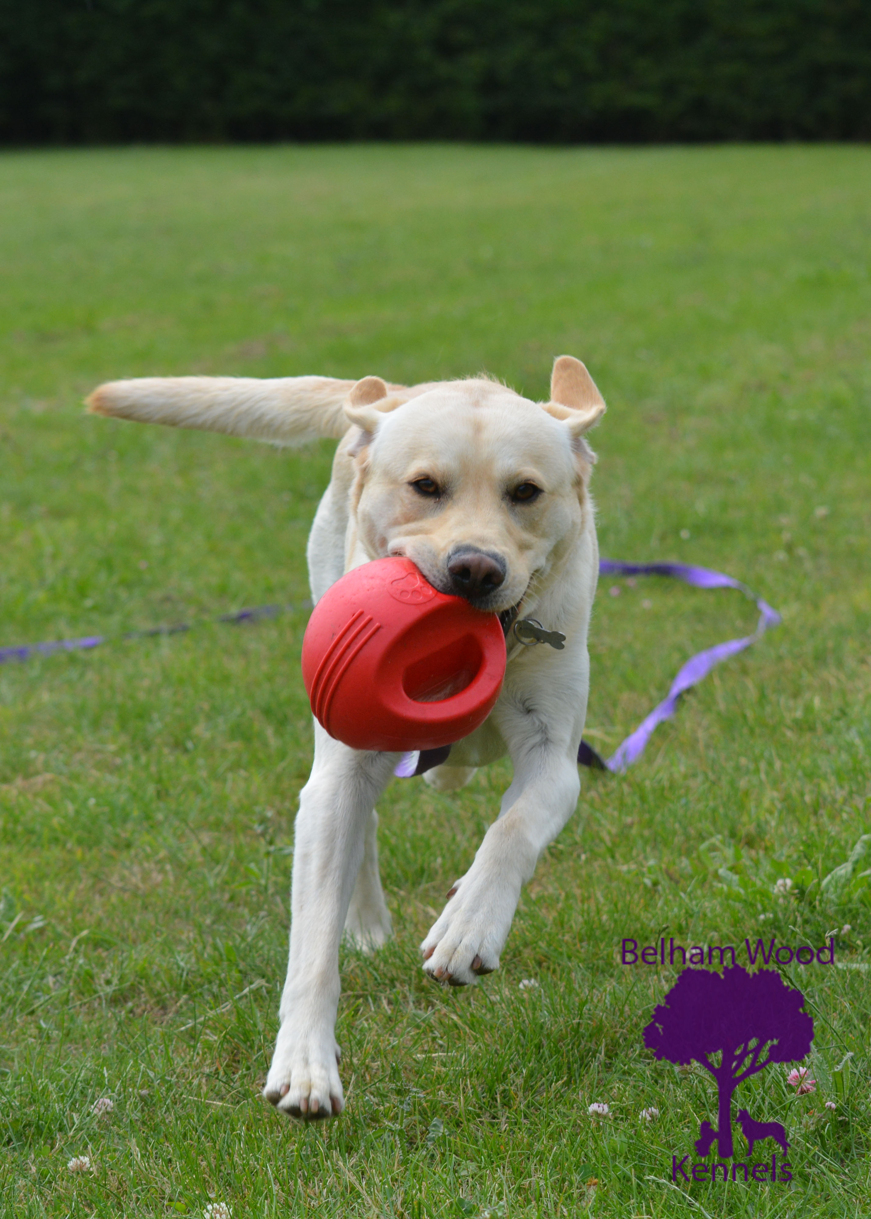 Boarding Kennels Peterborough