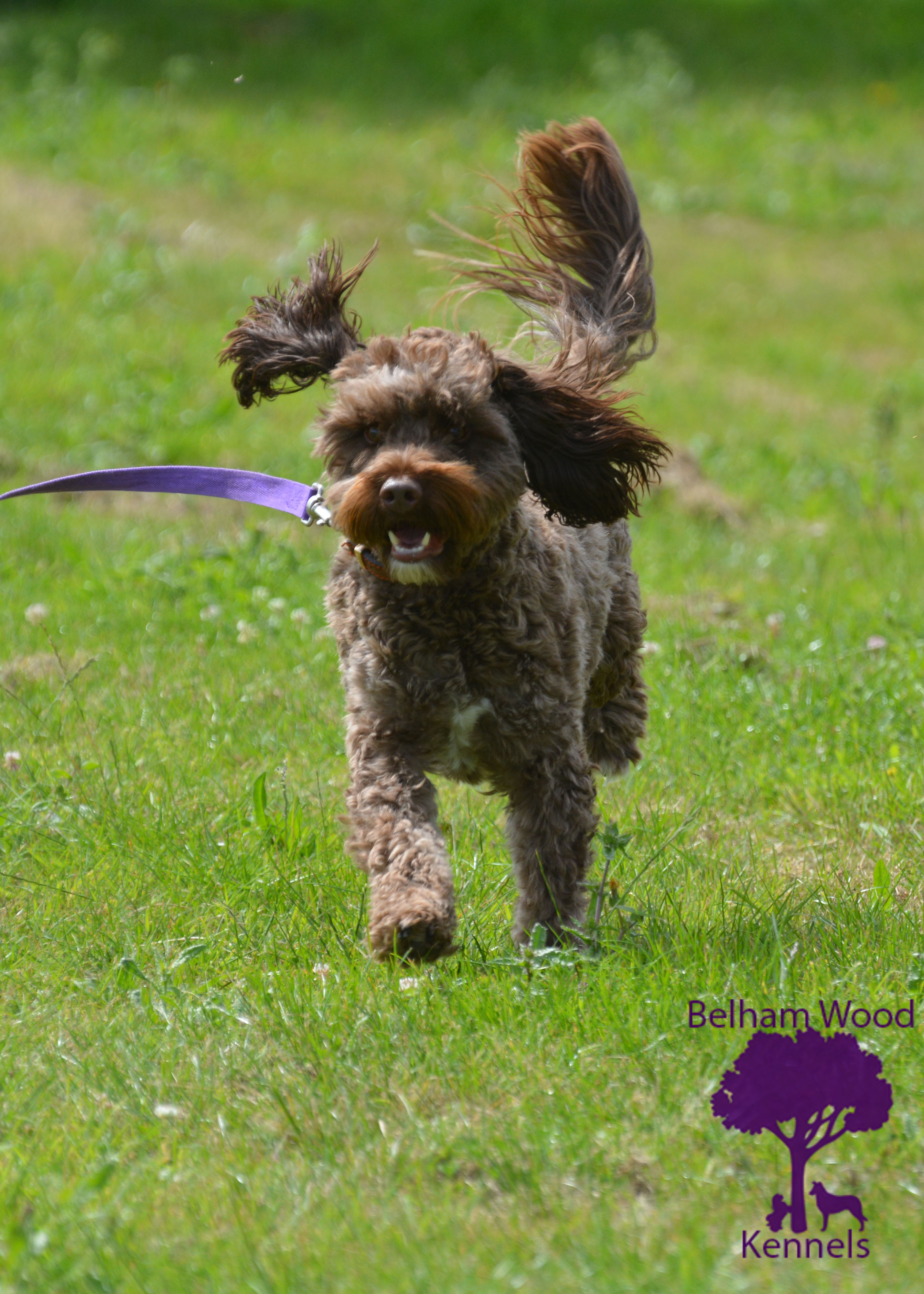 Boarding Kennels Peterborough