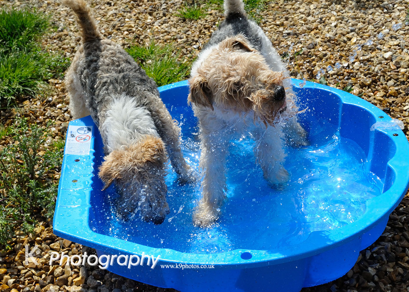 Boarding Kennels Peterborough