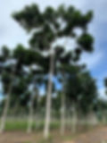 IMG_3254.jpeg