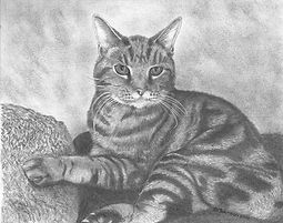 Johnna Cat.jpg