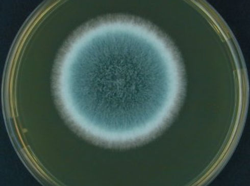 colonia de aspergillus