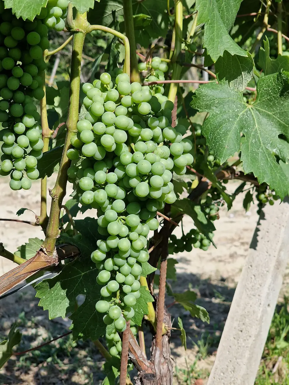 Grappolo di Nebbiolo