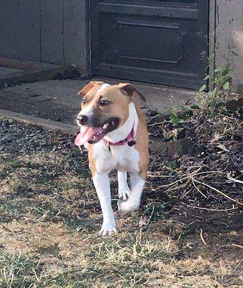 Roxy_adoption_2.jpg