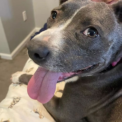 Lilly_adoption3.jpg