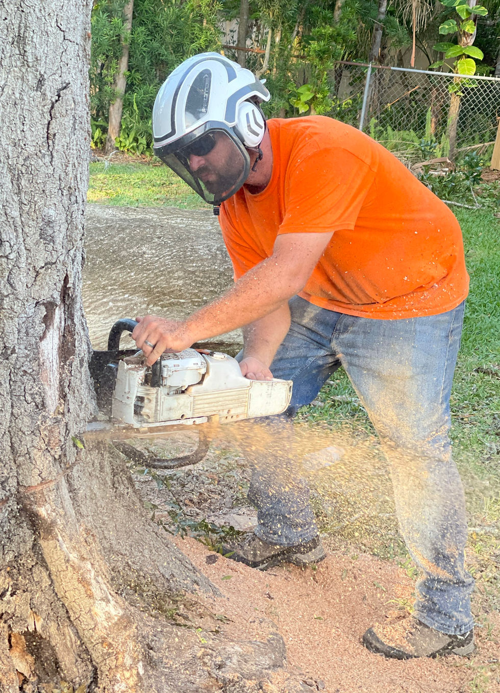 A crew member in an orange shirt and white helmet cutting a stump flush with a chainsaw.