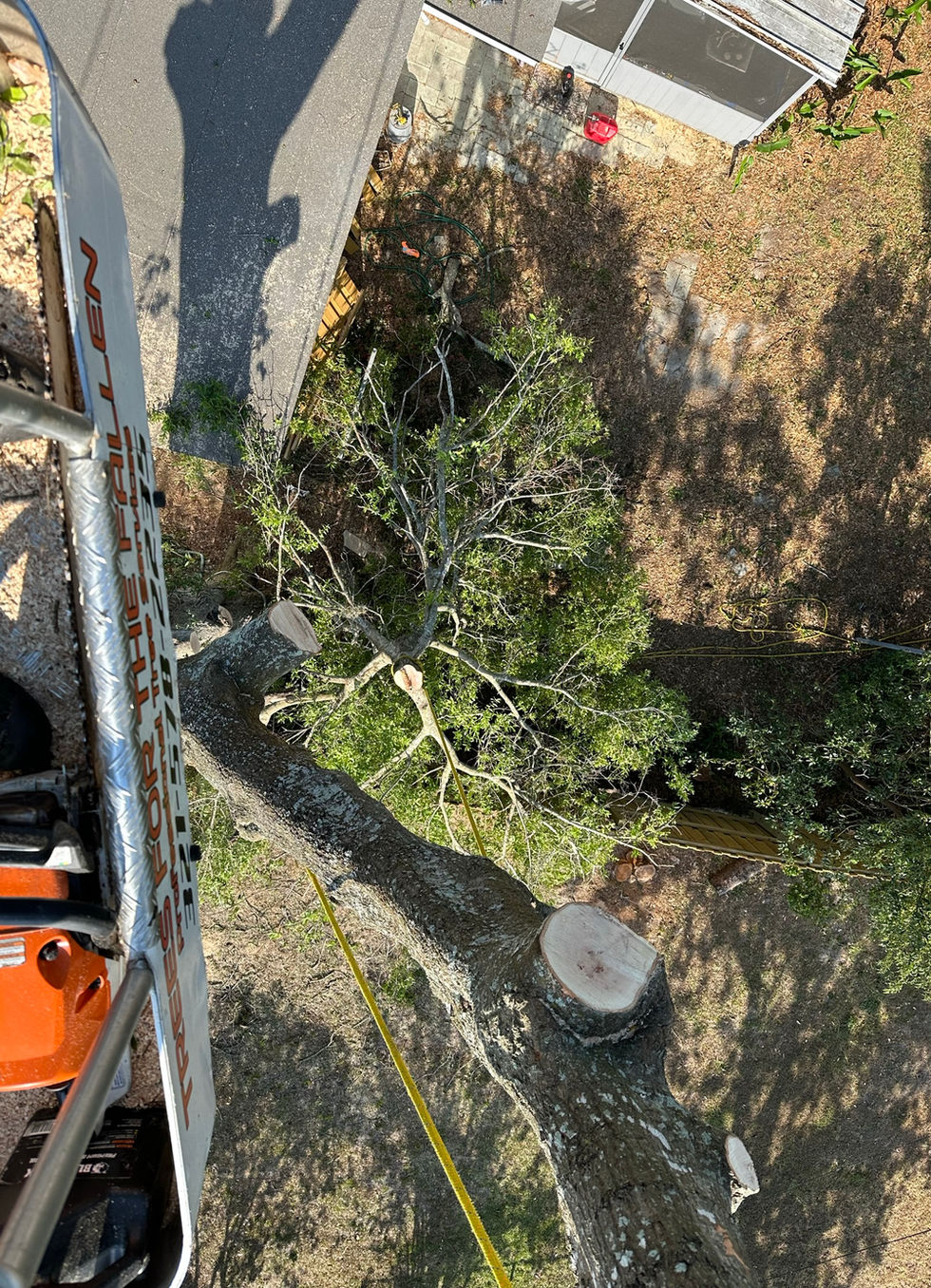 Close view of a chainsaw bar buried in a fresh cut on a thick trunk.