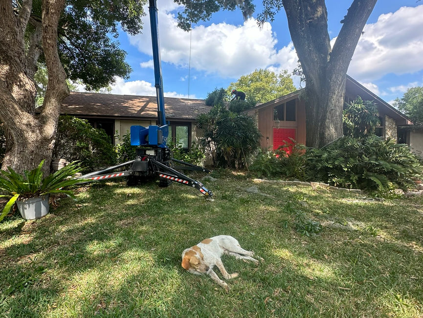 A blue lift, a crew member, and a white dog on the lawn under trimmed oaks.