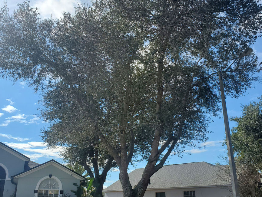 A broad oak canopy rising behind a light-colored single-story house under a blue sky in New Smyrna Beach, Florida.