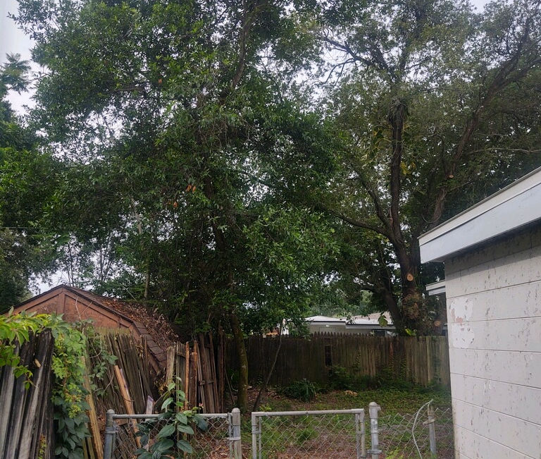 A tree leaning over a backyard with a wooden fence, a shed, and stacked boards in Edgewater, Florida.